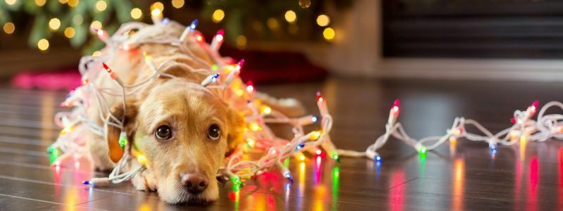 dog tangled in christmas lights